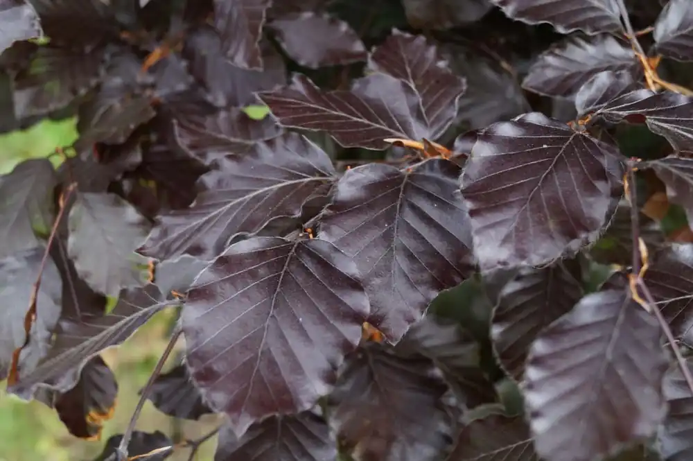 Fagus sylvatica ‘Atropunicea‘ Direkt Vom Hersteller