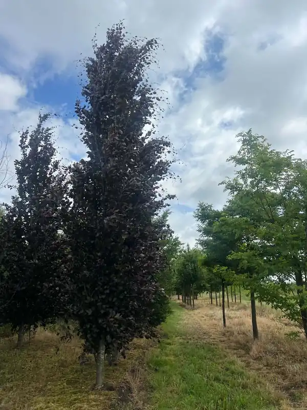 Preis Gesenkt Fagus sylvatica ‘Dawyck Purple‘ auf Stamm