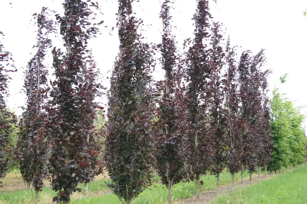 Fagus sylvatica ‘Dawyck Purple‘ Solitär Solange Der Vorrat Reicht