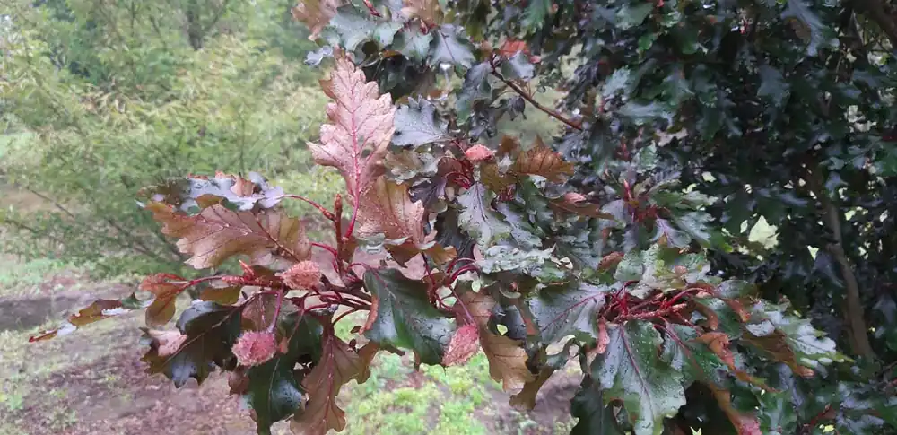 Echt Fagus sylvatica ‘Rohanii‘ Solitär