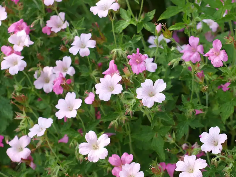 Neuheit Geranium endressii