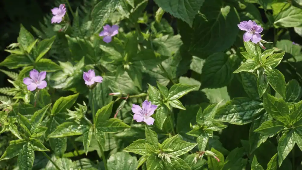 Finale Aktion Geranium nodosum