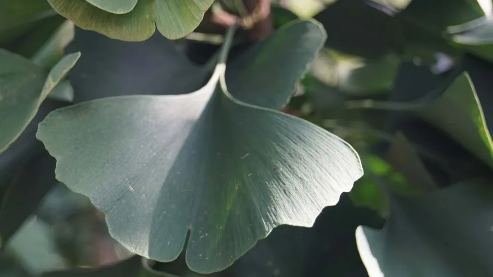 Ginkgo biloba ‘Lakeview‘ auf Stamm Must-Have