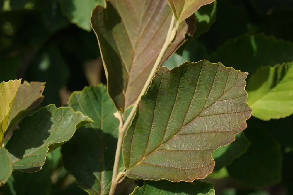 Hamamelis vernalis ‘Amethyst‘ Neue Kollektion