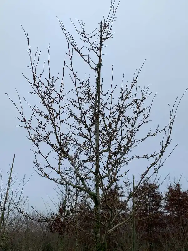 Hamamelis virginiana Mehrstämmig / Strauch Heißes Angebot