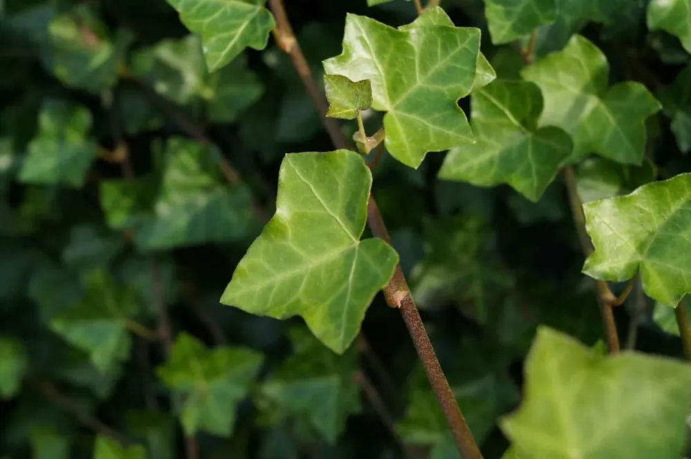 Hedera helix Super-Preis