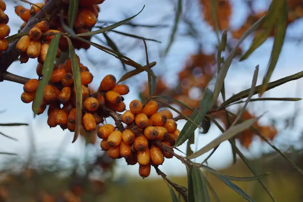 Neue Ware Hippophae rhamnoides ‘Hergo‘ Mehrstämmig / Strauch