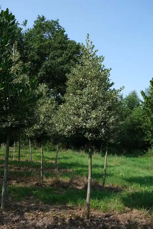 Highlight Ilex aquifolium ‘Argentea Marginata‘ auf Stamm