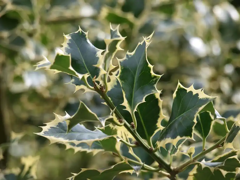 Ilex aquifolium ‘Ferox Argentea‘ Mehrstämmig / Strauch Neue Ware