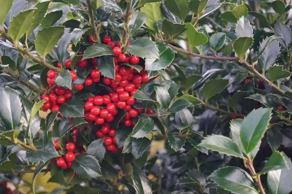 Top-Angebot Ilex meserveae ‘Hachfee‘