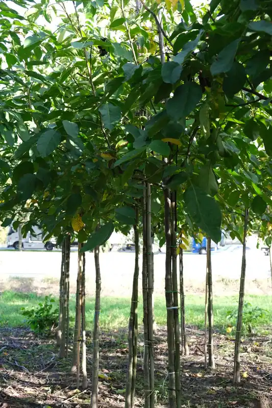 Bestseller Juglans regia ‘Plovdivski‘ auf Stamm