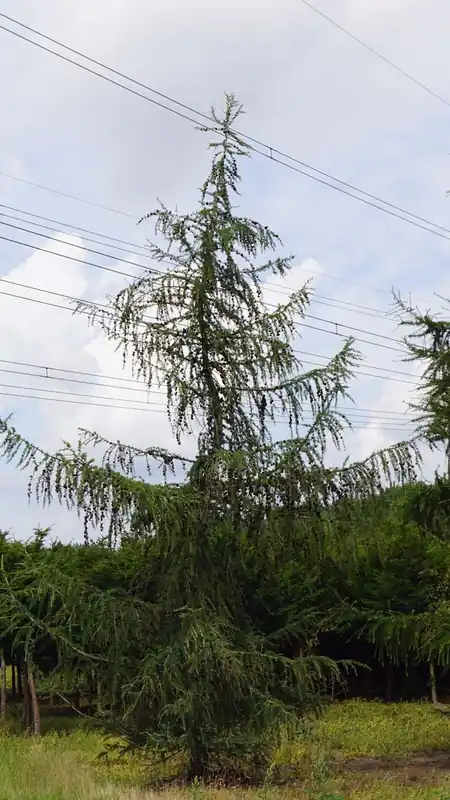 Larix decidua Solitär Letzte Chance