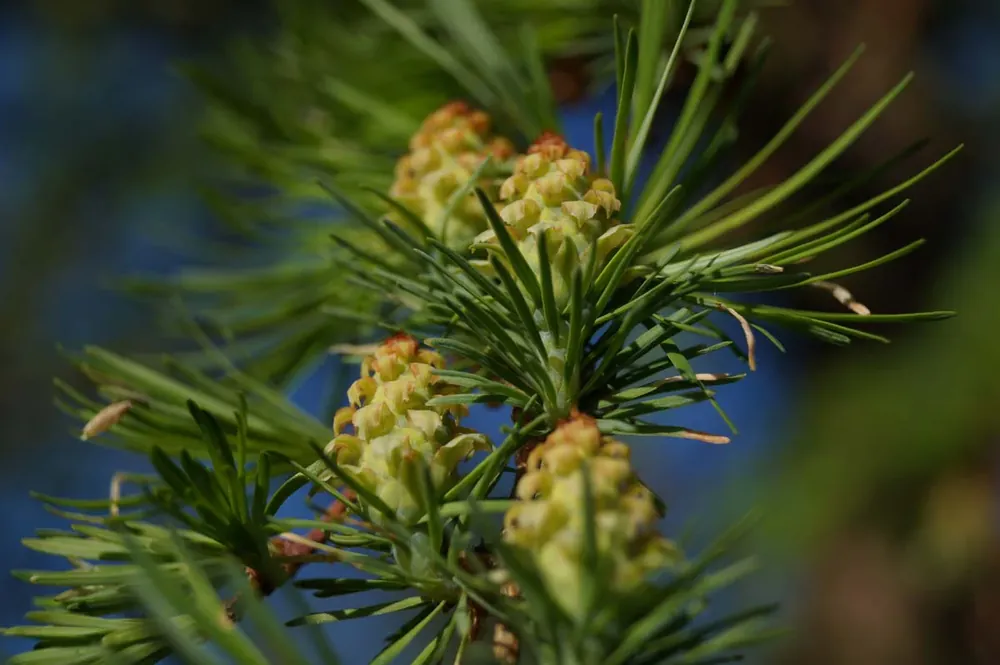 Kostenloser Versand Larix kaempferi auf Stamm