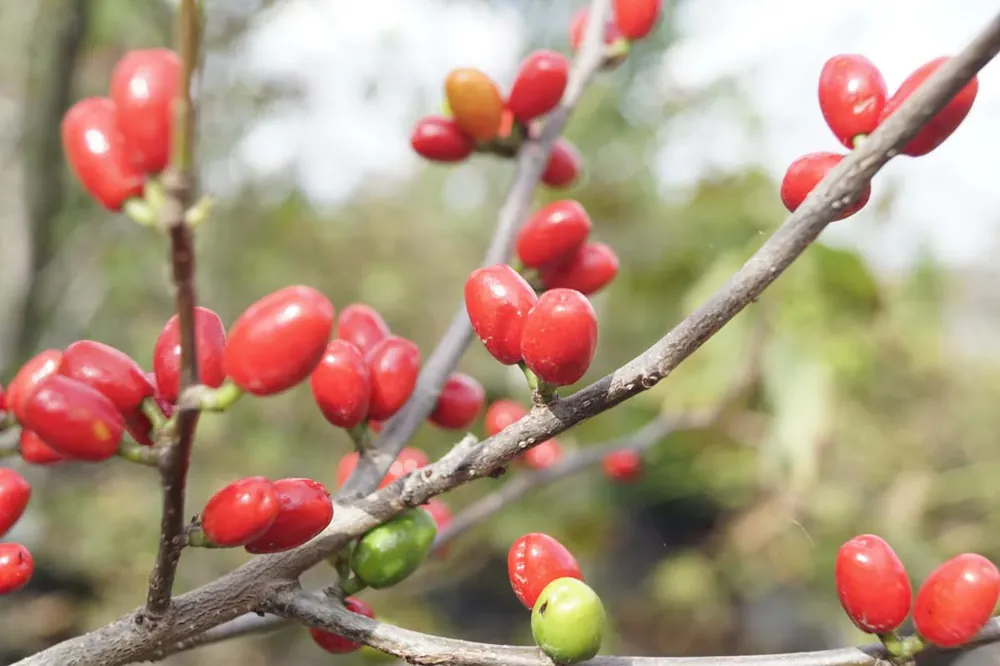 Lindera benzoin Solitär Super-Preis