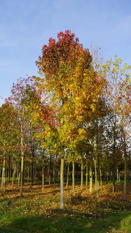 Neuheit Liquidambar styraciflua ‘Palo Alto‘ auf Stamm