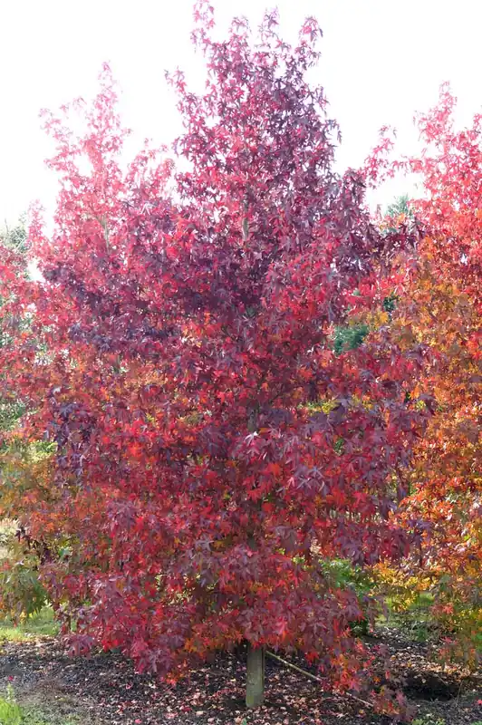 Expressversand Liquidambar styraciflua ‘Worplesdon‘ Solitär