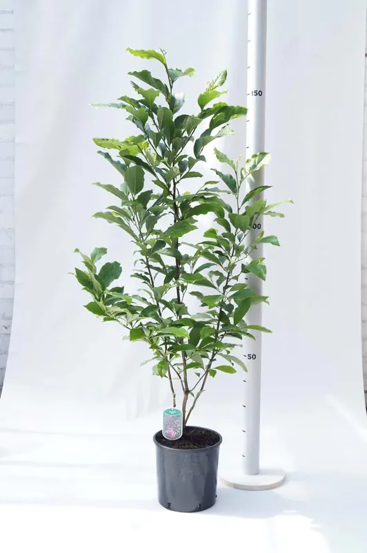 Magnolia ‘Susan‘ Sichere Zahlung