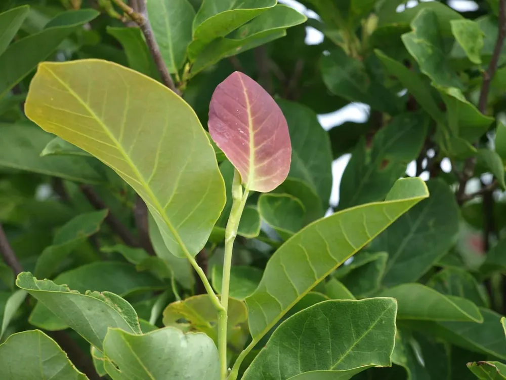 Knallerangebot Magnolia cylindrica Mehrstämmig / Strauch