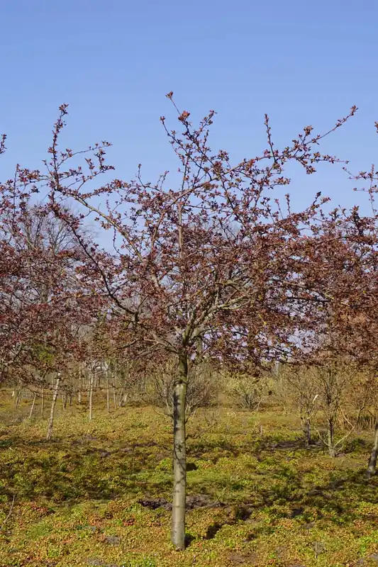 Super-Preis Malus ‘Indian Magic‘ auf Stamm