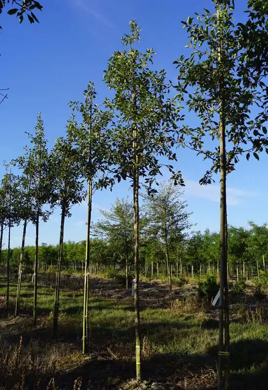 Malus ‘Rinki‘ auf Stamm Versand Am Gleichen Tag