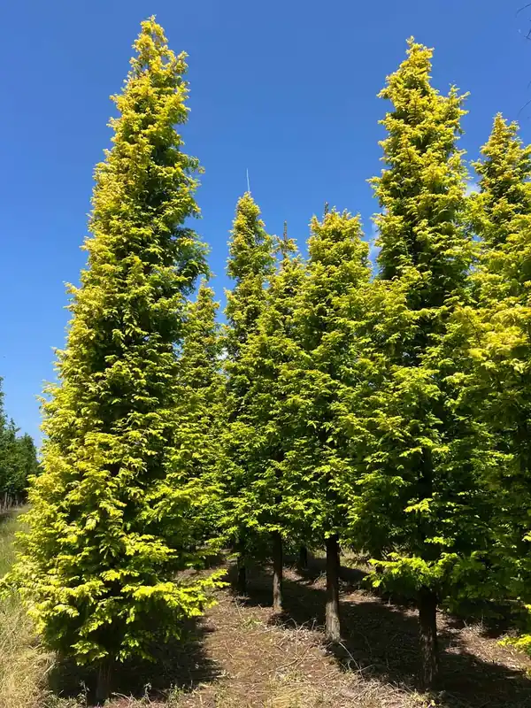 Sonderaktion Metasequoia glyptostroboides ‘Ogon‘ Solitär