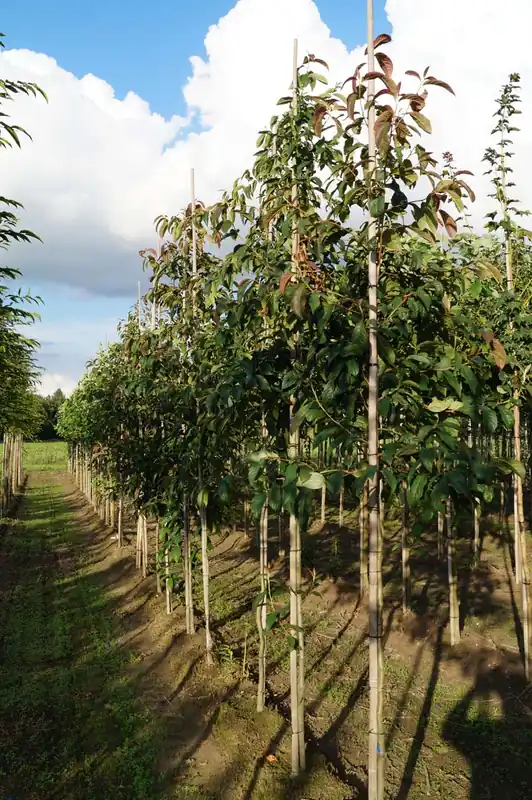 Echt Nyssa sinensis auf Stamm