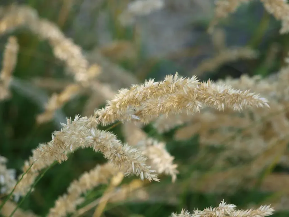 Zertifiziert Pennisetum alopecuroides ‘Little Bunny‘