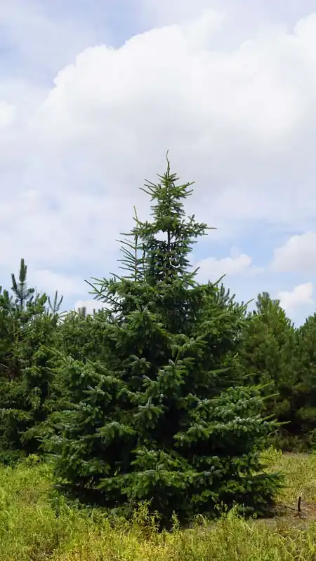 Direktkauf Picea omorika Solitär