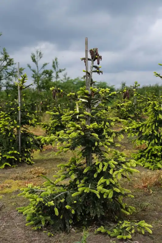 Sofort Bestellen Picea orientalis ‘Aureospicata‘