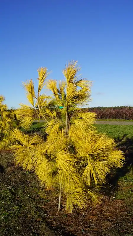 Gratis Versand Pinus strobus ‘Louie‘