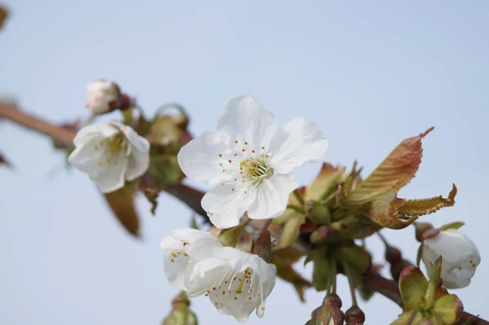 Prunus avium ‘Kordia‘ Solitär Schnäppchen