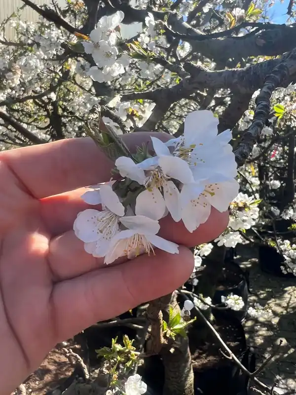 Prunus avium ‘Merchant‘ Solitär Bestpreis