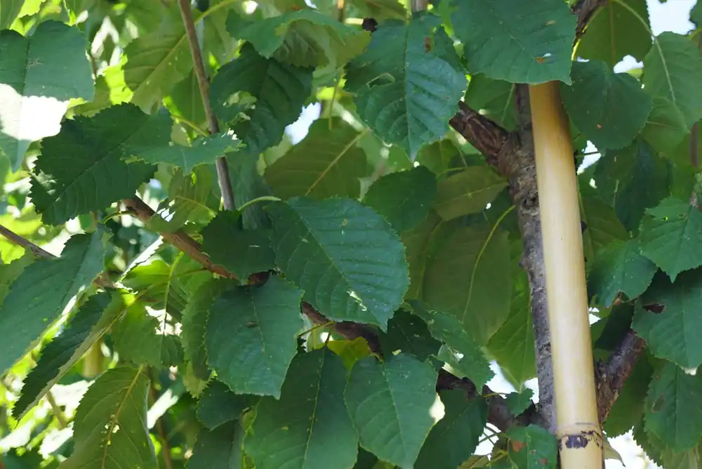 Highlight Prunus avium ‘Road Scout‘ auf Stamm