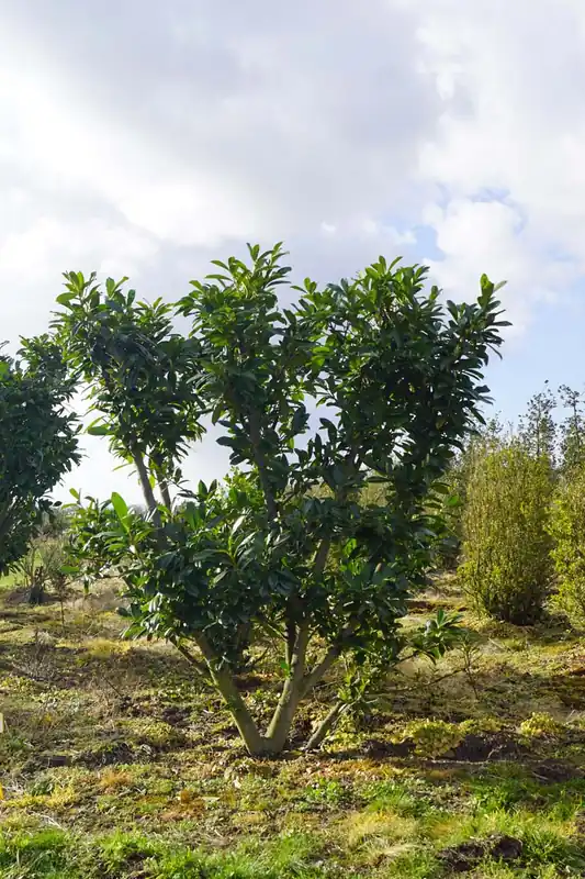 Prunus laurocerasus Mehrstämmig / Strauch Sonderaktion