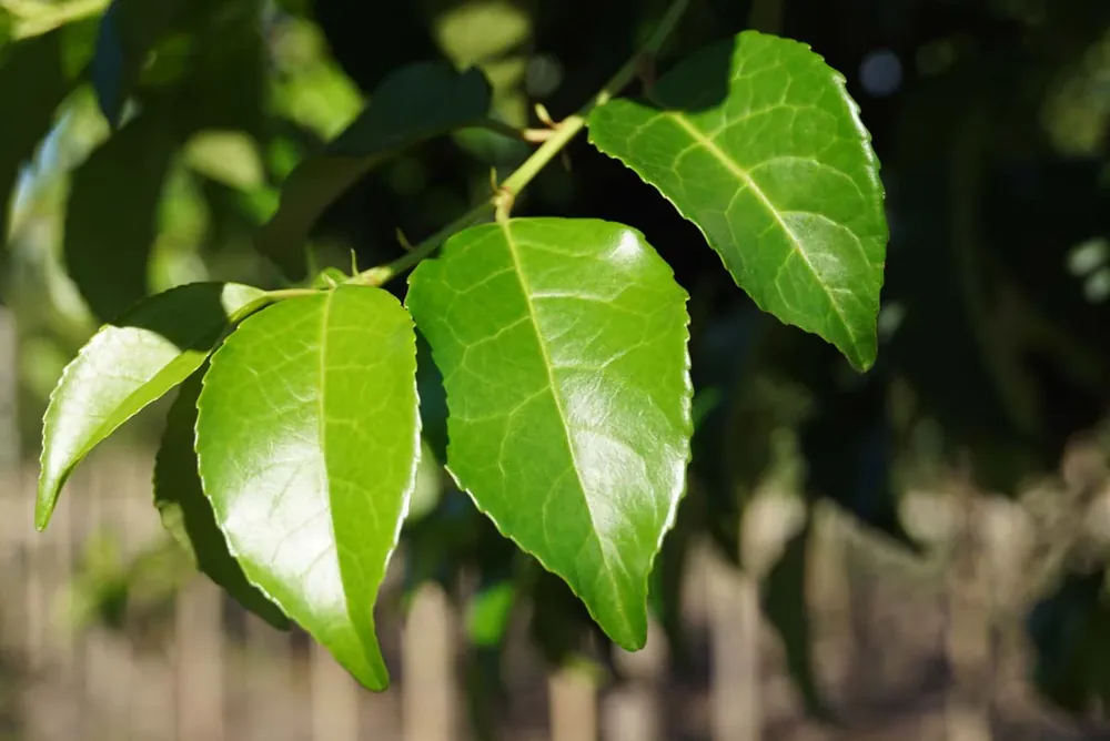 Expressversand Prunus lusitanica ‘Ybrazo01‘ Heckenpflanze
