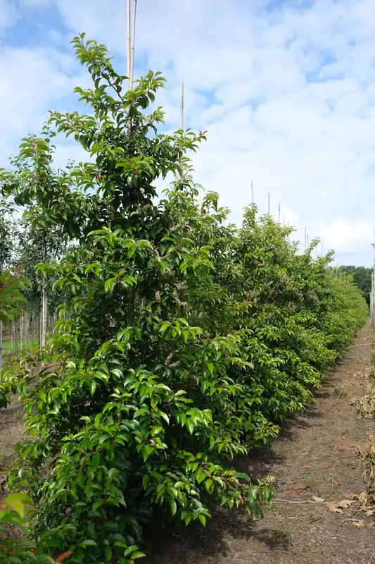 Prunus lusitanica ‘Ybrazo01‘ Mehrstämmig / Strauch Markenprodukt