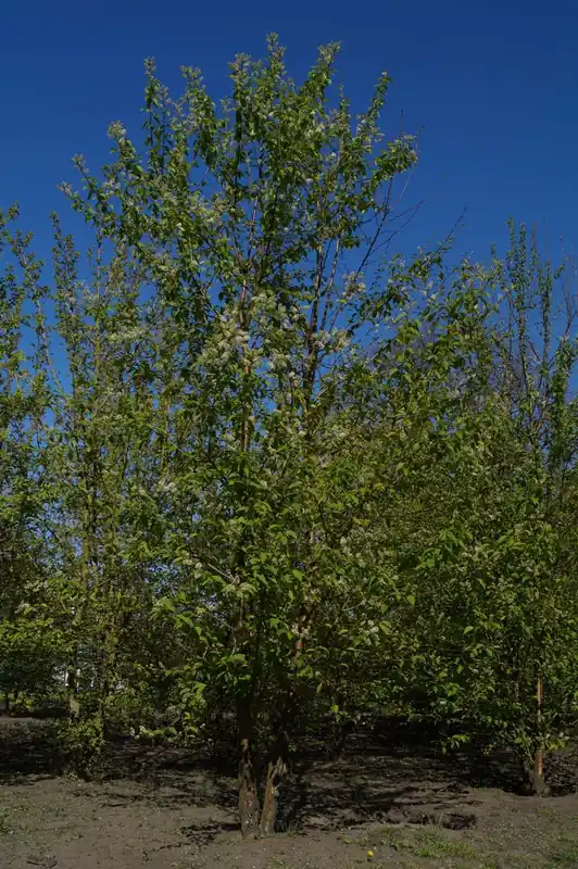 Prunus maackii ‘Amber Beauty‘ Mehrstämmig / Strauch Bestseller
