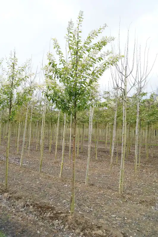 Prunus maackii ‘Amber Beauty‘ auf Stamm Sonderangebot