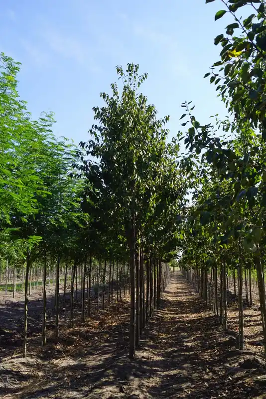 Prunus schmittii auf Stamm Sonderaktion