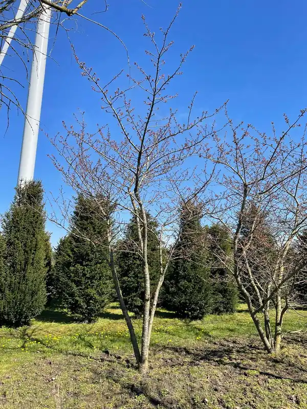 Prunus serrulata ‘Fugenzo‘ Mehrstämmig / Strauch Schnäppchen
