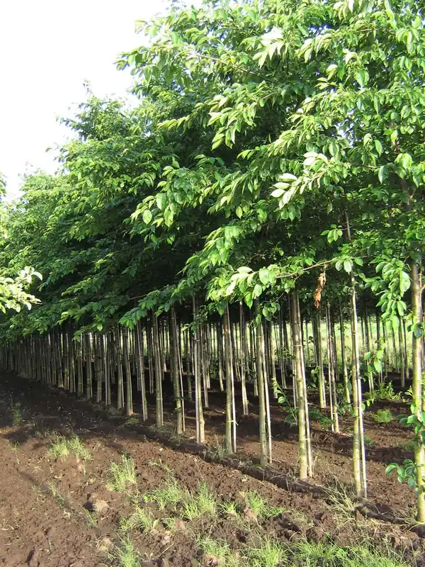 Prunus yedoensis auf Stamm Begrenztes Angebot