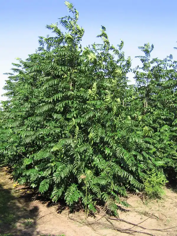 Pterocarya fraxinifolia Mehrstämmig / Strauch Preisknaller