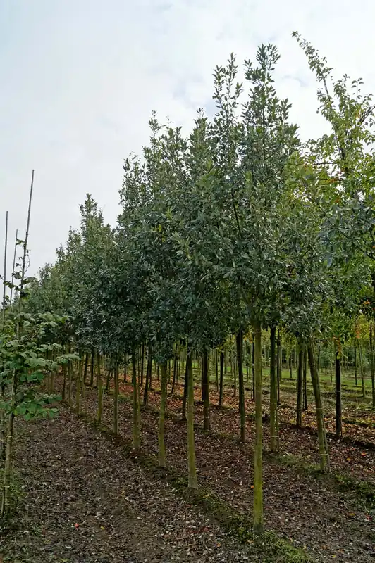 Quercus ilex auf Stamm Kracherpreis