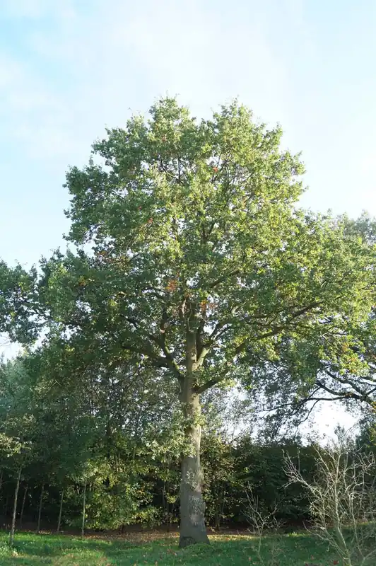 Neu Quercus robur auf Stamm
