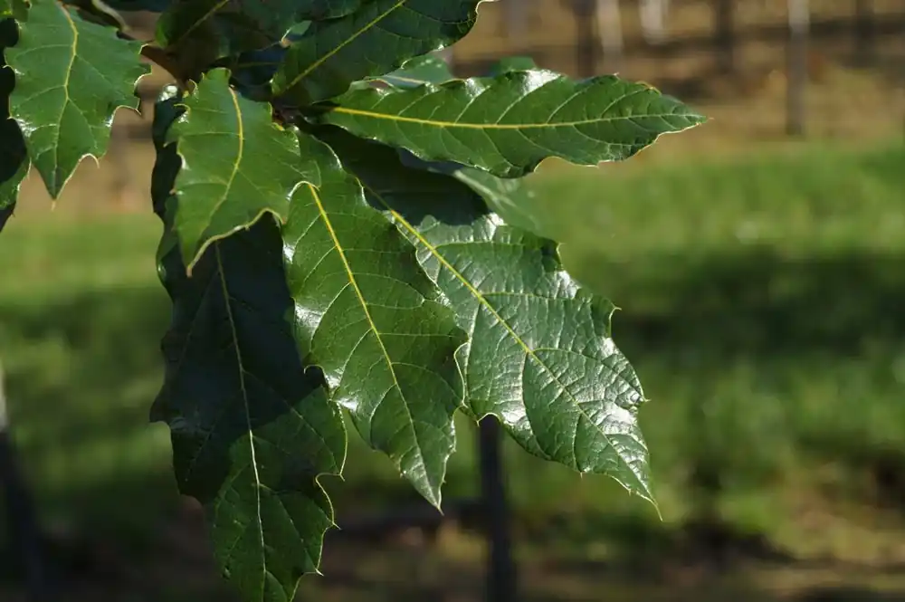 Quercus rysophylla rubra auf Stamm Markenware