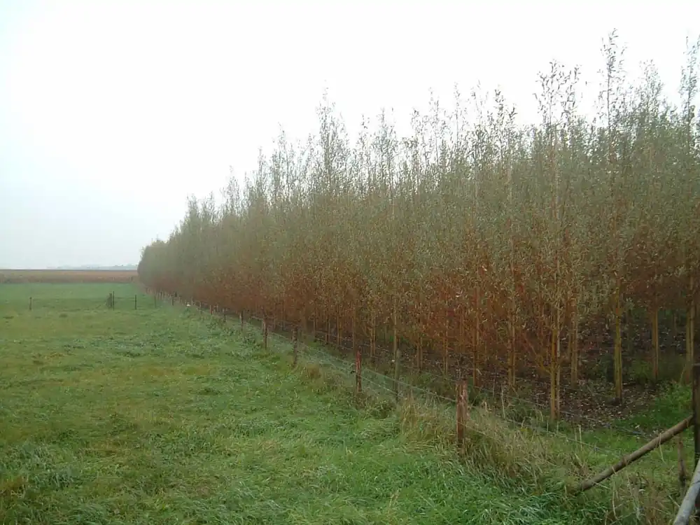 Salix alba auf Stamm Top-Preis