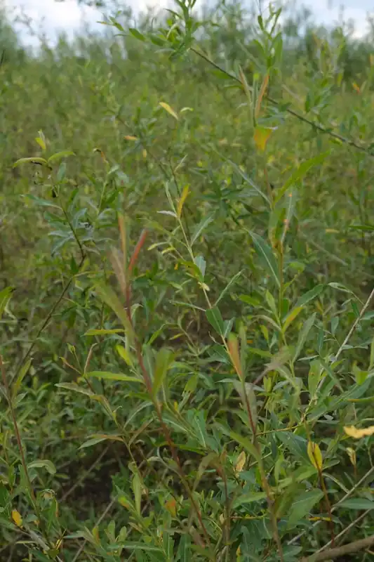 Salix purpurea Heckenpflanze Super-Preis