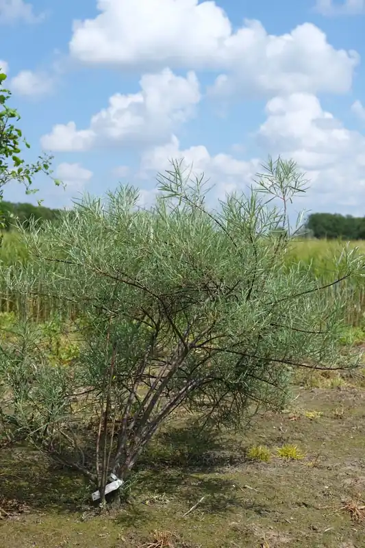 Neue Ware Salix rosmarinifolia Mehrstämmig / Strauch