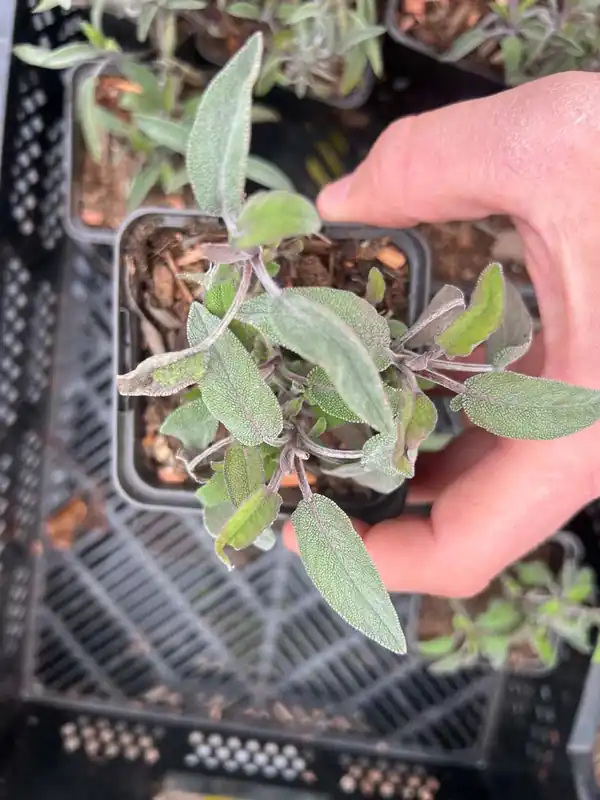 Salvia officinalis Begrenztes Angebot