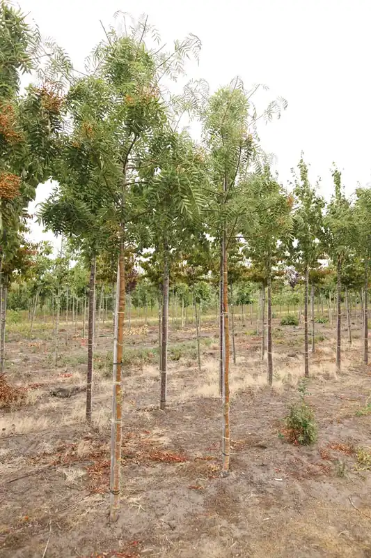 Sorbus ‘Dodong‘ auf Stamm Abverkauf